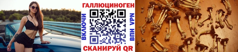 Галлюциногенные грибы Psilocybe это как зайти Нерехта